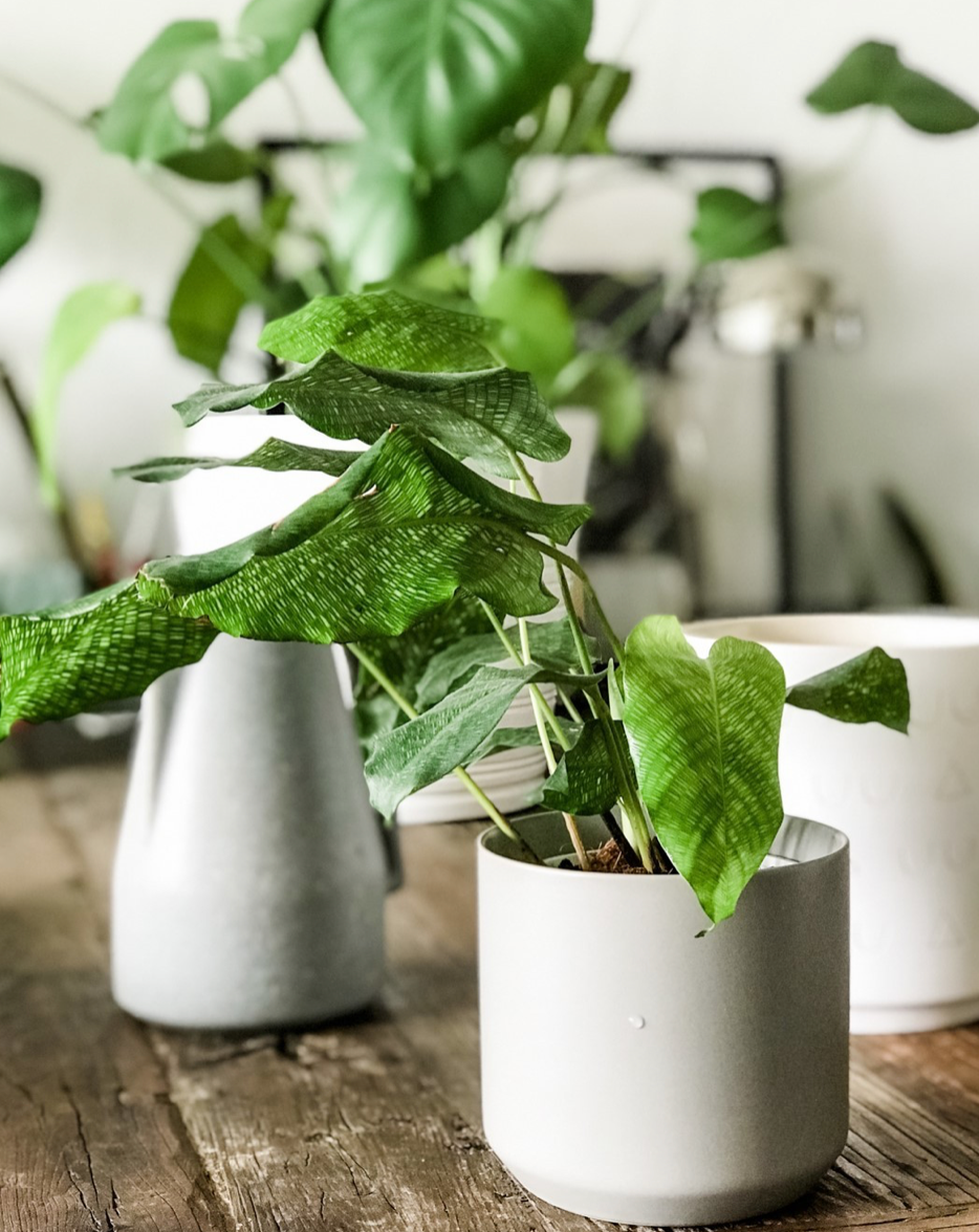 Plants Can Help Your Mental Health!