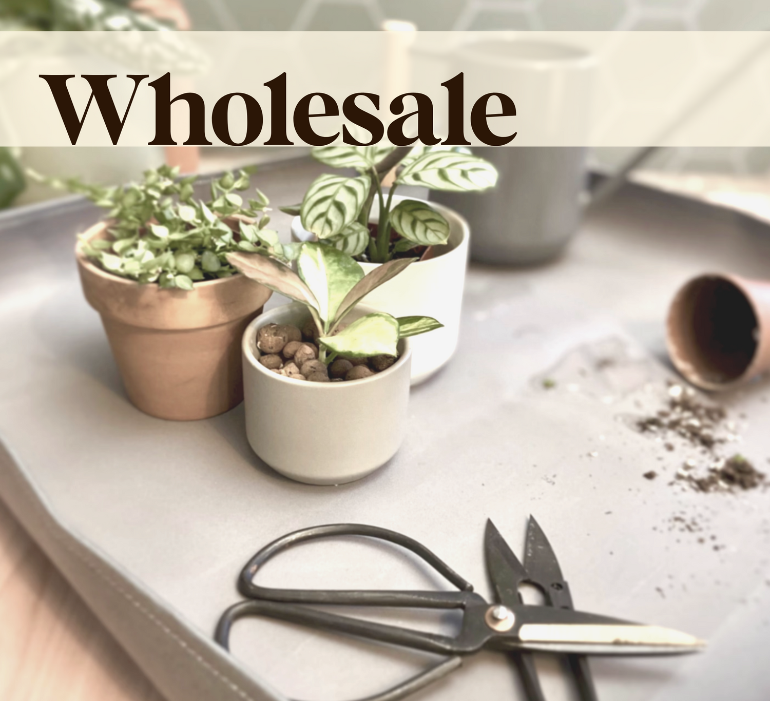 Wholesale - Private Shop