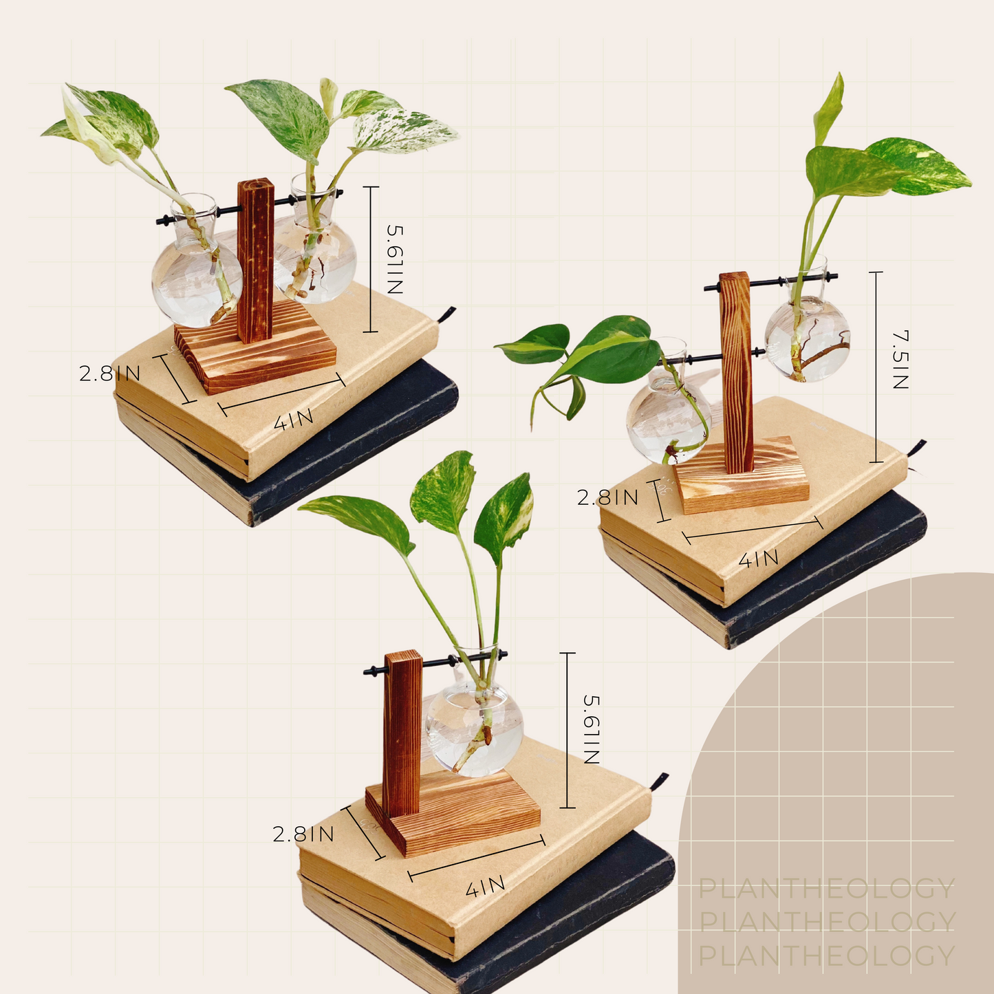 Plant Propagation Bulbs