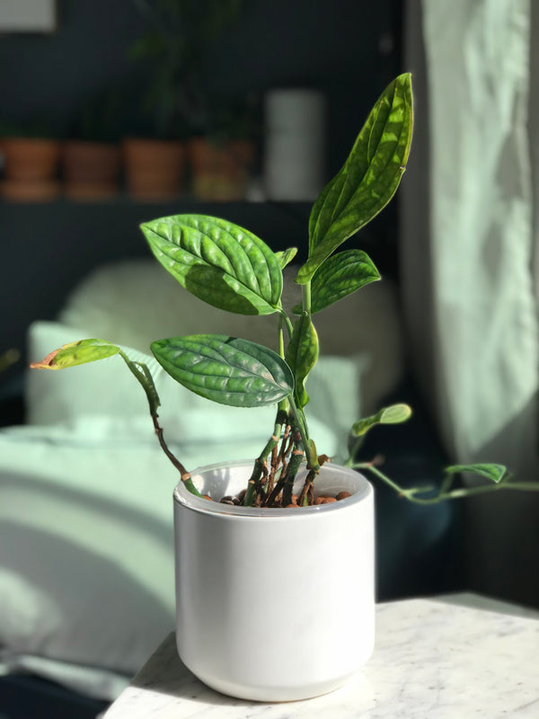 Minimalistic Mini Ceramic Plant Pots