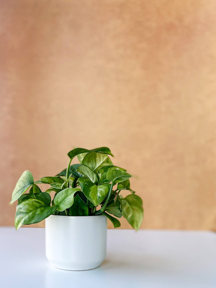 Minimalistic Mini Ceramic Plant Pots