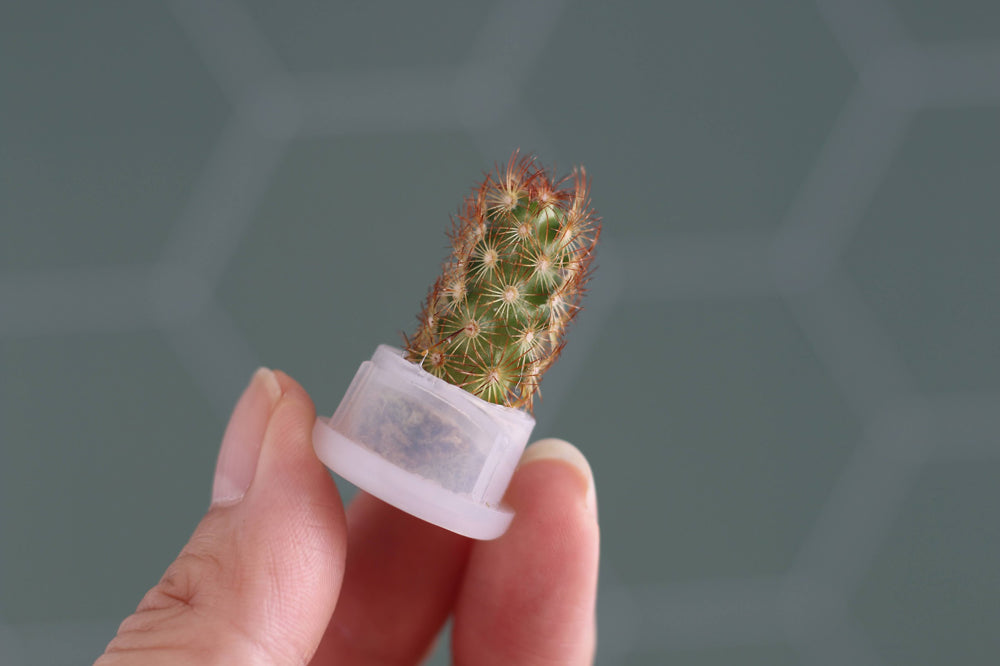 Mini Succulent Cacti Plant Charms