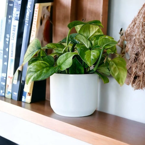 Minimalistic Mini Ceramic Plant Pots