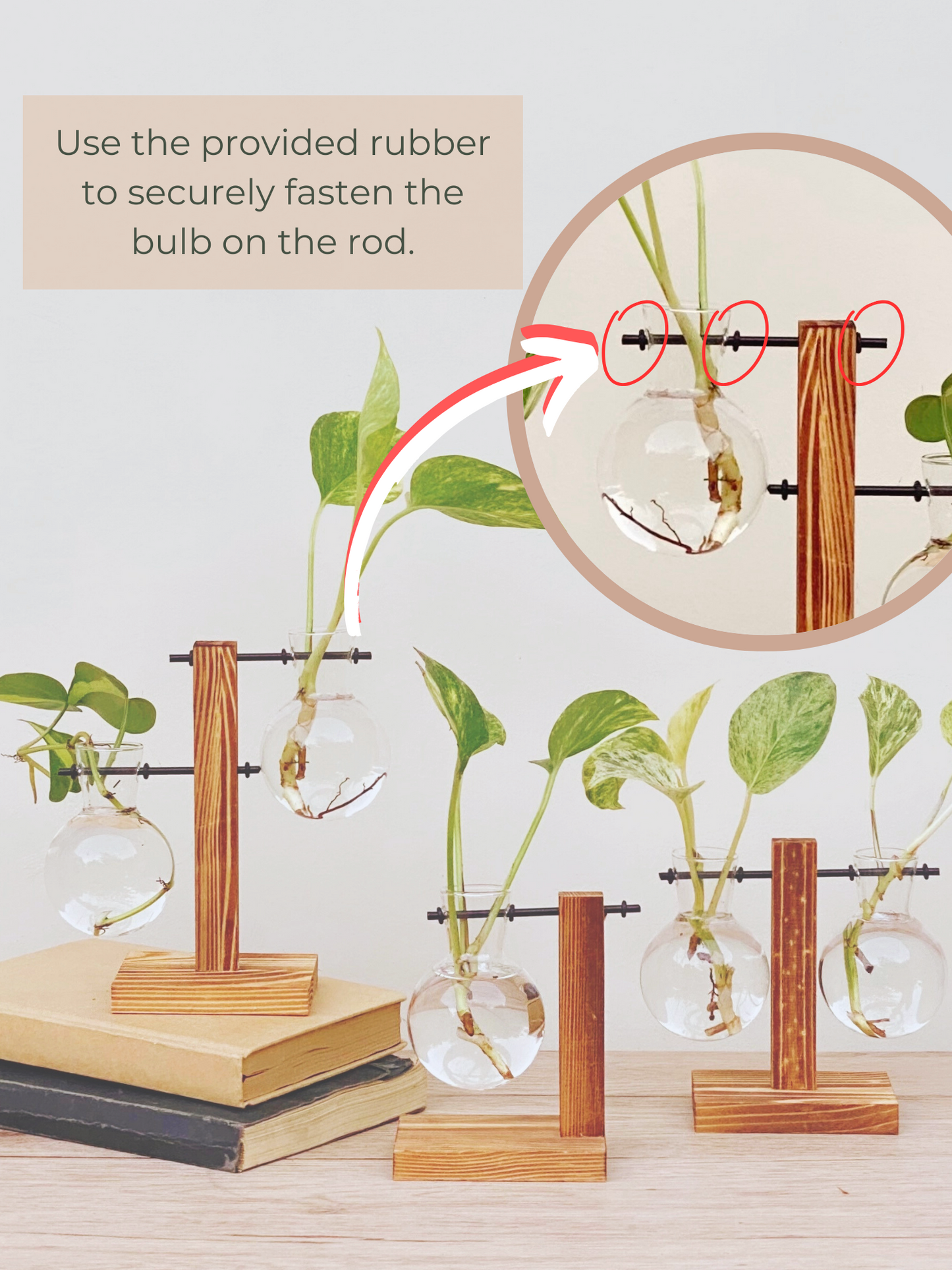 Plant Propagation Bulbs